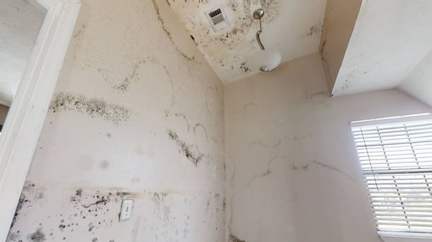 Best Mold Removal for HVAC Installations  in Huntertown, IN