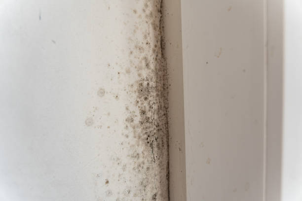 Huntertown, IN Mold Removal Company